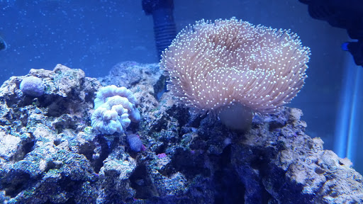 Video Game Store «GameStop», reviews and photos, 12779 Washington Twp Blvd, Waynesboro, PA 17268, USA