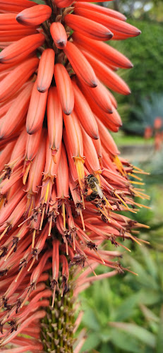 Fundação - Funchal