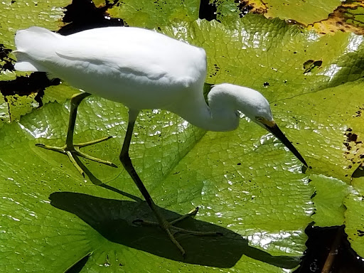 Aquarium «Mote Marine Laboratory & Aquarium», reviews and photos, 1600 Ken Thompson Pkwy, Sarasota, FL 34236, USA