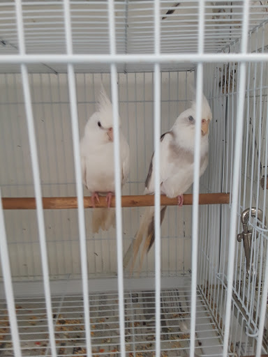 Pet Store «Animal Lovers Pet Shop», reviews and photos, 24028 Vista Montana, Torrance, CA 90505, USA