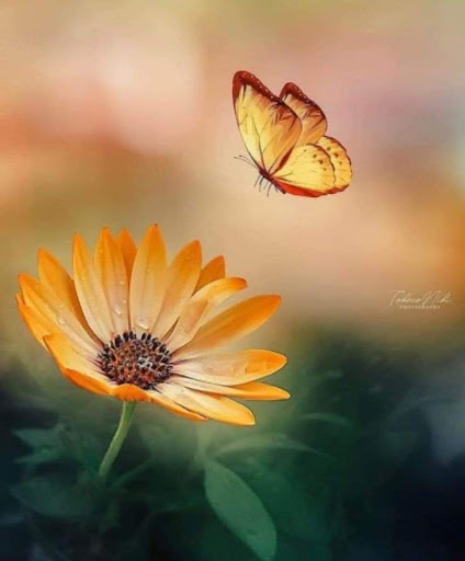 Grocery Store «Giant Food Stores», reviews and photos, 1008 Lititz Pike, Lititz, PA 17543, USA