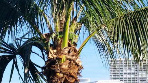 Luxury Hotel «Lago Mar Beach Resort & Club», reviews and photos, 1700 S Ocean Ln, Fort Lauderdale, FL 33316, USA