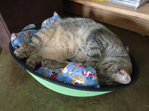 Pet Supply Store «Cat Shoppe & Dog Store», reviews and photos, 2824 Bransford Ave, Nashville, TN 37204, USA