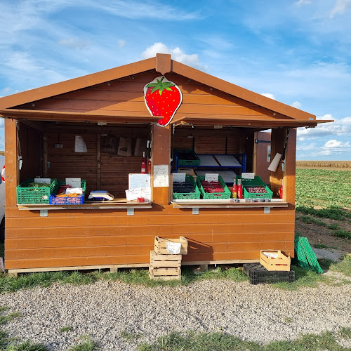 Cueillette fraise à Stutzheim-Offenheim