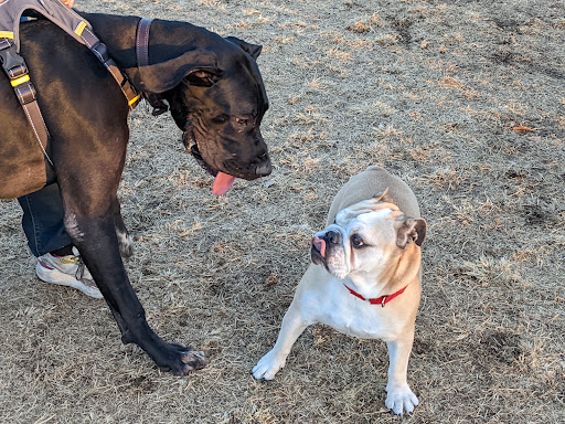 Park «Grover Basin Dog Park», reviews and photos, 17445 N 20th St, Phoenix, AZ 85022, USA