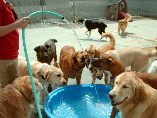 Doggie Daycare Center