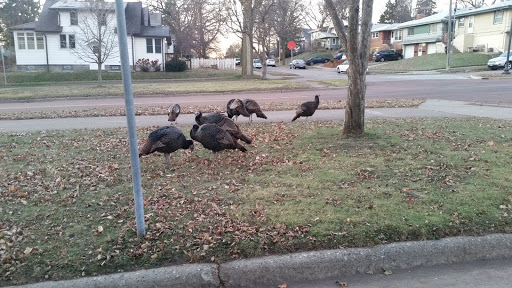 Park «Deming Heights Park», reviews and photos, 1115 St Anthony Pkwy, Minneapolis, MN 55418, USA