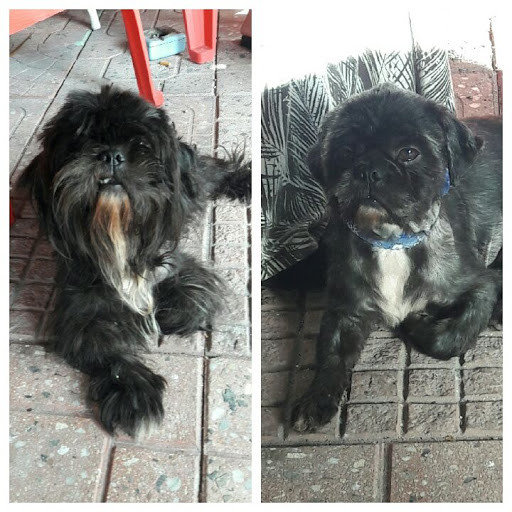 Pet Groomer «Mario`s Pet Grooming & Boutique», reviews and photos, 708 SE 17th St, Fort Lauderdale, FL 33316, USA