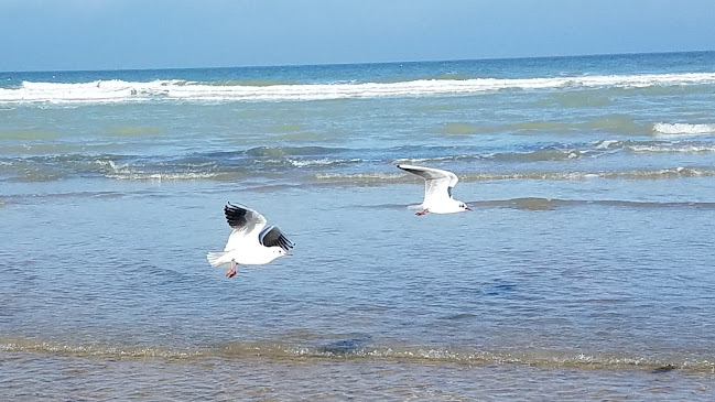 AGATHE BONNET Outside Coach - Calais