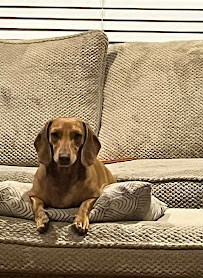 Coastal Paws Pet Sitting - Photo 7 - Car repair in Bellview, FL, Pensacola