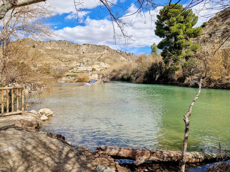 Floración de Cieza
