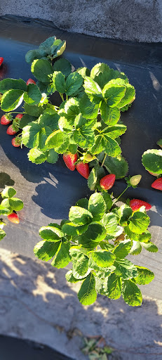 Farm «Oak Haven Farms», reviews and photos, 32418 Avington Rd, Sorrento, FL 32776, USA