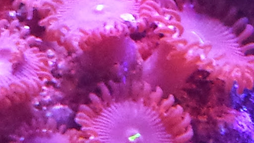 Pet Store «Mandarin SeaLife», reviews and photos, 9633 Old St Augustine Rd #2, Jacksonville, FL 32257, USA