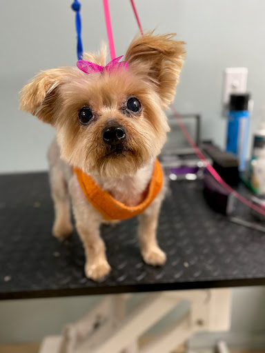 Pet Supply Store «Pet Supplies of Bayside», reviews and photos, 224-25 Union Tpke, Oakland Gardens, NY 11364, USA