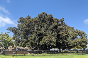 Moreton Bay Fig Tree