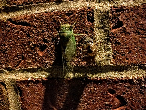 Country Club «Champaign Country Club», reviews and photos, 1211 S Prospect Ave, Champaign, IL 61820, USA