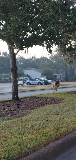 Golf Club «Summertree Golf Club», reviews and photos, 11816 Paradise Point Way, New Port Richey, FL 34654, USA