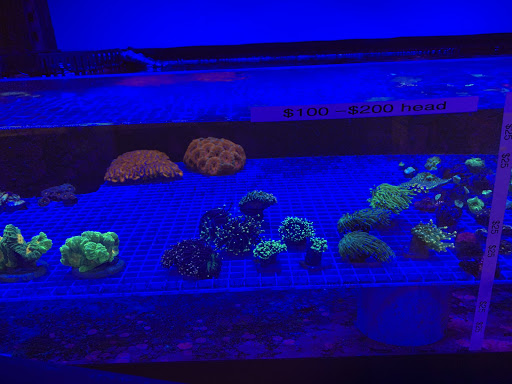Tropical Fish Store «The Reef Shoppe», reviews and photos, 900 Morris Park Ave, Bronx, NY 10462, USA