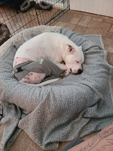 Southeastern Veterinary Surgery Center