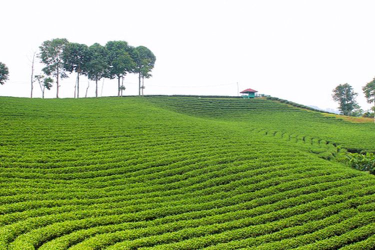 Kebun Teh Cisarua Bogor