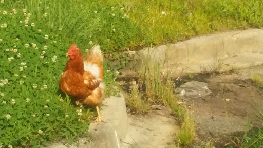 Auto Parts Store «Advance Auto Parts», reviews and photos, 21605 Great Mills Rd, Lexington Park, MD 20653, USA