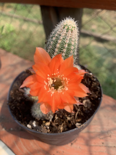 Florería Lupita