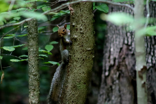 Nature Preserve «Piedmont Environmental Center», reviews and photos, 1220 Penny Rd, High Point, NC 27265, USA