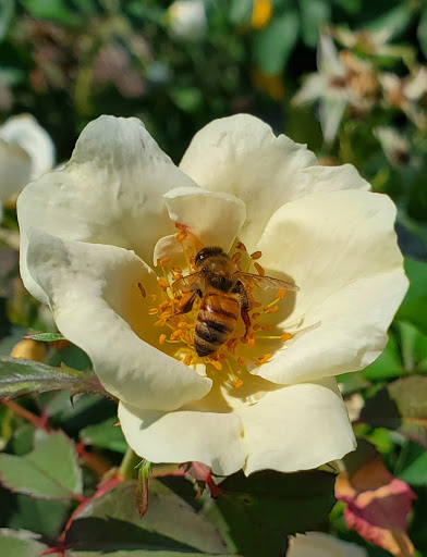 Plant Nursery «HOUSTON PLANTS & GARDEN WORLD», reviews and photos, 16726 North Fwy, Houston, TX 77090, USA