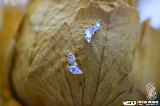 Explore tattoo ideas for back shoulder, creative tattoo ideas in Pompano Beach, available at Athena Body Adornment