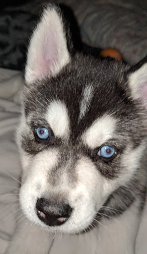 Pet Supply Store «Petco Animal Supplies», reviews and photos, 6020 Crawfordsville Rd, Speedway, IN 46224, USA