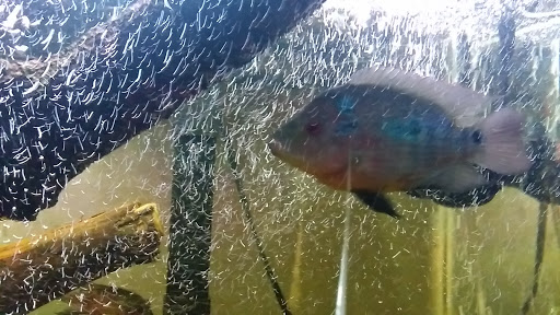 Pet Supply Store «McFaith Feed & Pet Supplies», reviews and photos, 4702 Paris Ave, New Orleans, LA 70122, USA