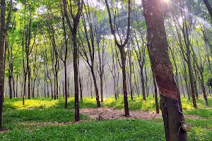 Rubber forest Mendiro Selfie image