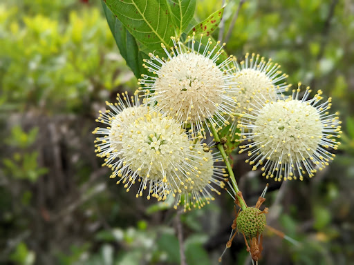 Nature Preserve «Grassy Waters Preserve», reviews and photos, 8264 Northlake Blvd, West Palm Beach, FL 33412, USA
