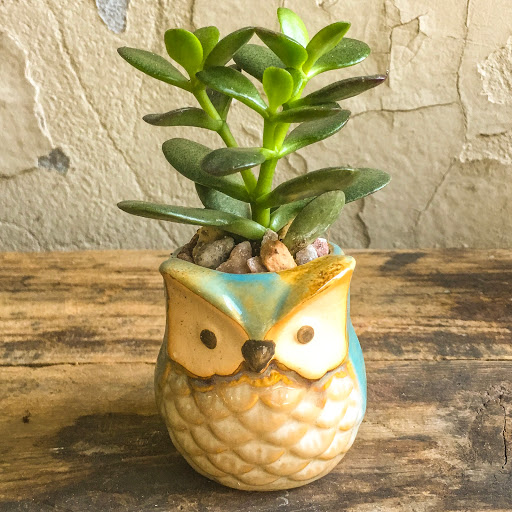 Wholesale Florist «Urban Jungle», reviews and photos, 2603 Sherman Ave NW, Washington, DC 20001, USA