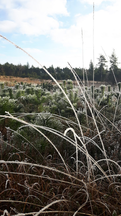 MTB Militærskoven, Varde