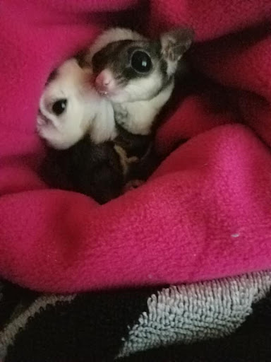 Pet Store «The Pet Glider, Glider World», reviews and photos, 11407 Craighead Dr, Houston, TX 77025, USA