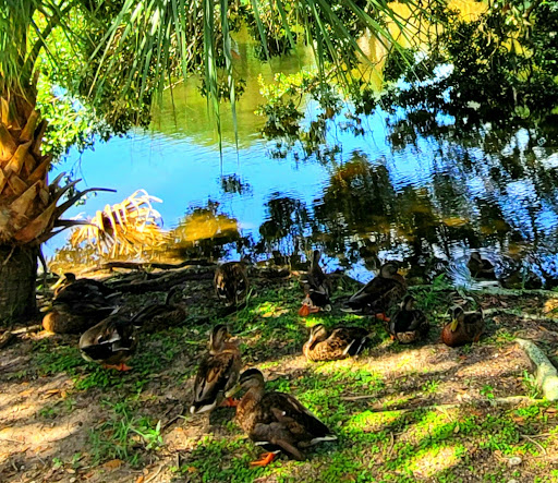 Tourist Attraction «Black Raven Pirate Ship», reviews and photos, 111 Avenida Menendez, St Augustine, FL 32084, USA