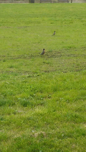 Park «Louisville Waterfront Park (Great Lawn, Harbor Lawn, Festival Plaza)», reviews and photos, 231 Witherspoon St, Louisville, KY 40202, USA