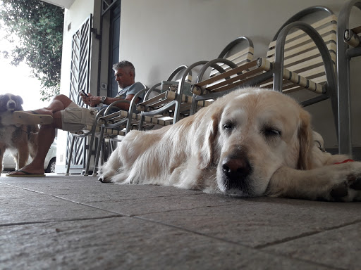 Pensioni per cani e dog hotel a Clinica Veterinaria Vetmedical di C. Silighini