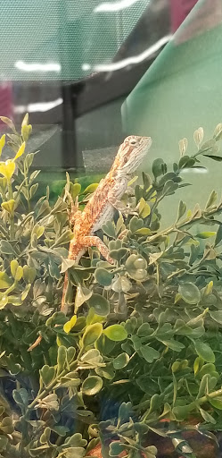 Pet Supply Store «Pet Supplies Plus», reviews and photos, 1368 N Galena Ave, Dixon, IL 61021, USA