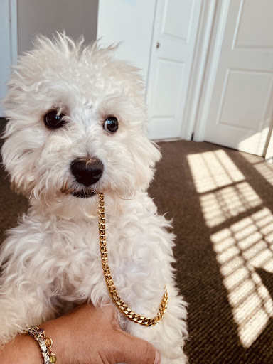 Pet Store «Pet Express», reviews and photos, 250 Granite St, Braintree, MA 02184, USA