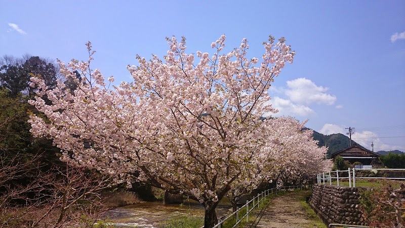 とうえい温泉の桜