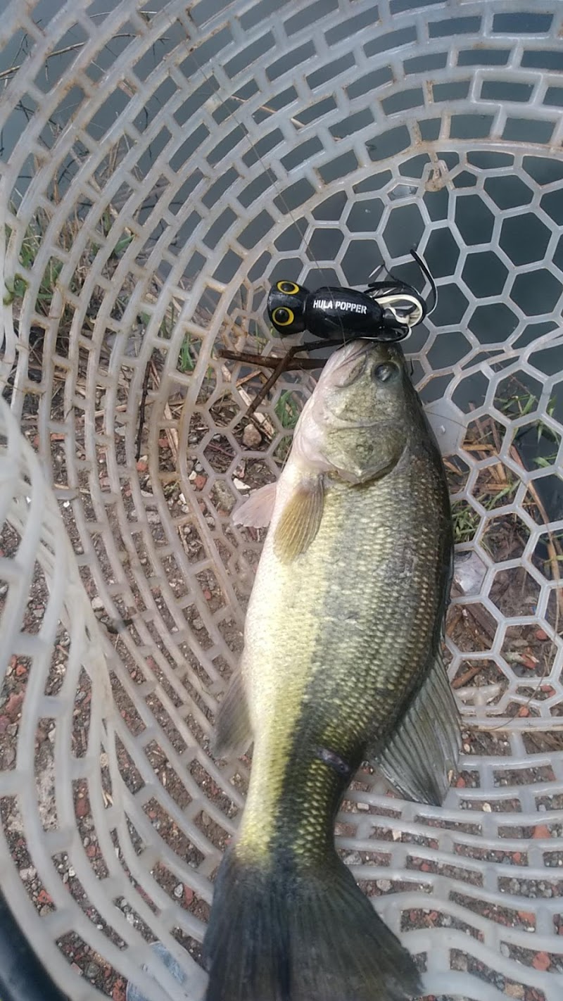 釣パラダイス 千葉県山武市大木 釣り堀 グルコミ