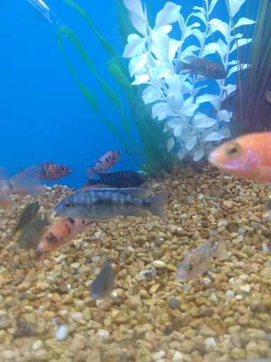 Pet Supply Store «Petco Animal Supplies», reviews and photos, 801 W Lake Ave, Peoria, IL 61614, USA