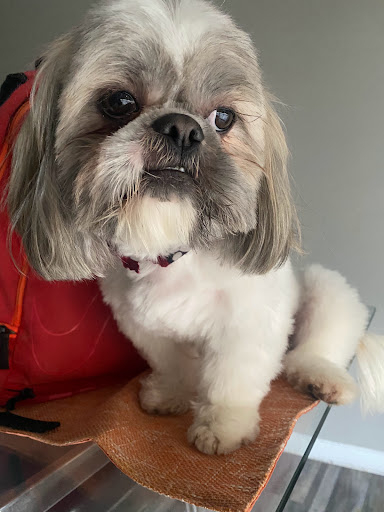 Pet Store «Oak Clips Pet Boutique & Grooming», reviews and photos, 502 N Edgefield Ave, Dallas, TX 75208, USA