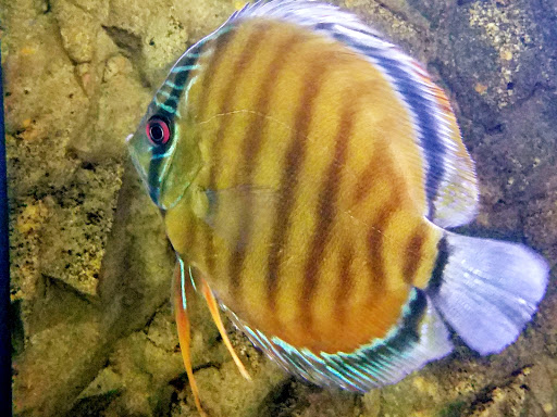 Pet Store «Oak Park Natural Pet & Fish», reviews and photos, 23 N Harlem Ave, Oak Park, IL 60302, USA