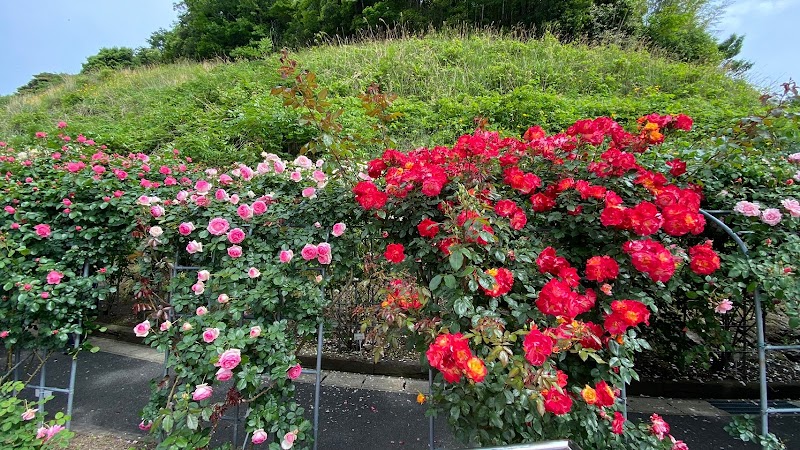 バラ園 Rose Garden