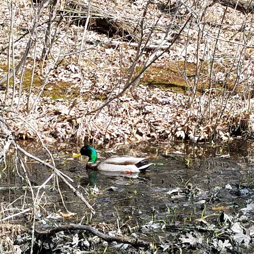 Park «Quaking Bog», reviews and photos, Theodore Wirth Pkwy, Minneapolis, MN 55411, USA