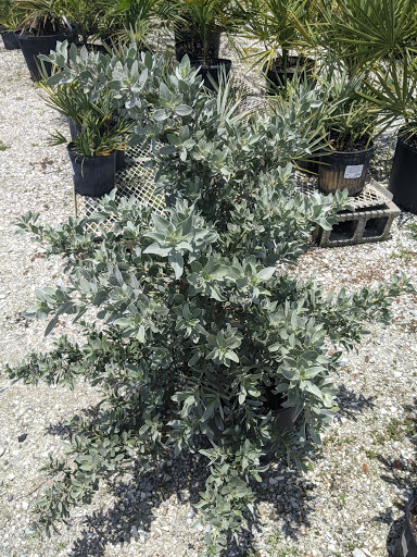 Plant Nursery «Wilcox Nursery», reviews and photos, 12501 Indian Rocks Rd, Largo, FL 33774, USA