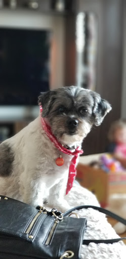 Pet Store «Happy, Clean and Smart», reviews and photos, 5700 W Kilgore Ave, Muncie, IN 47304, USA